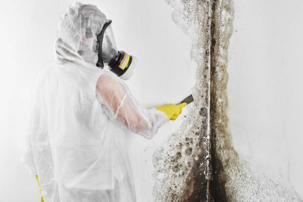 Home Mold Removal in Crandall, TX