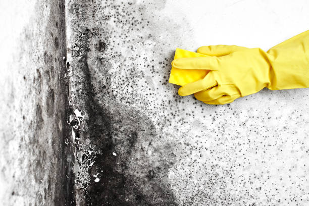 Reliable Crandall, TX Mold Removal Solutions