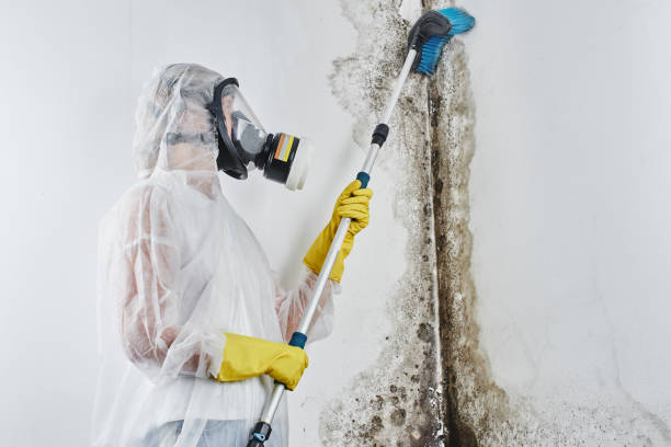 Best Office Mold Removal Services  in Crandall, TX