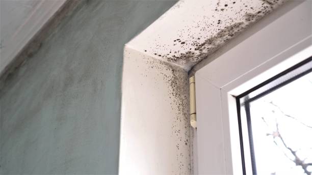 Best Certified Mold Removal  in Crandall, TX