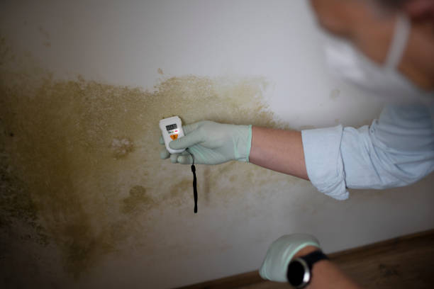 Best Commercial Mold Removal  in Crandall, TX