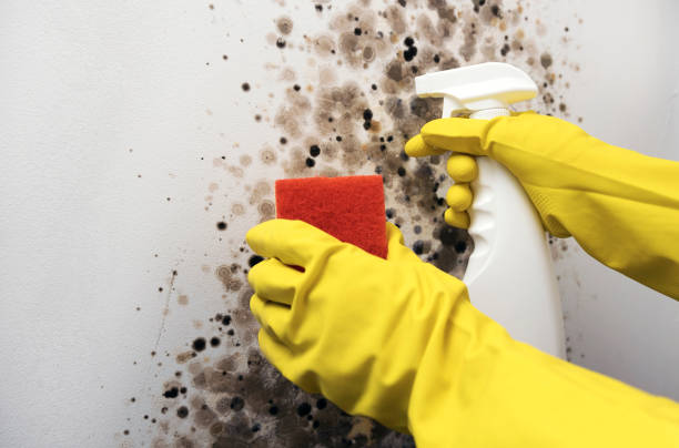 Best Mold Damage Repair  in Crandall, TX