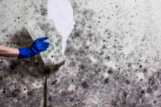 Best Local Mold Removal Service  in Crandall, TX